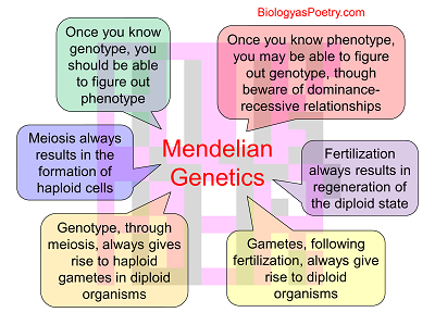 Mendelian Genetics - Biology As Poetry