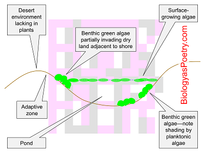 Biology Figures - Biology As Poetry