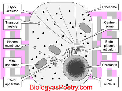 Animal cell