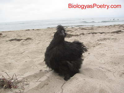 Chicken on the Beach