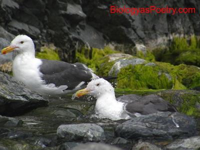 Seagulls in a Stream