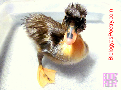 Duckling in a Tub