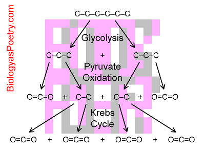 Carbon Dioxide