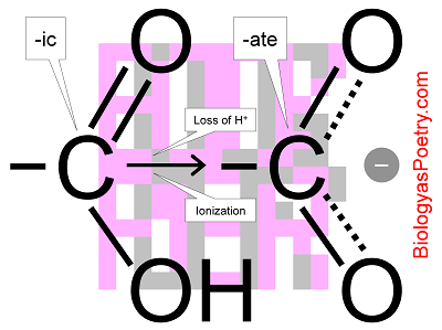 Carboxyl group