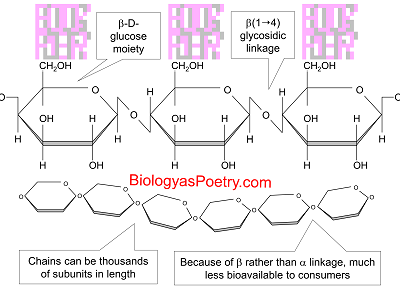 Cellulose