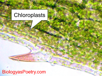 Chloroplast