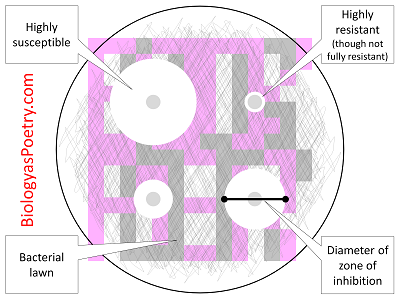 Disk-diffusion method for determining antibacteria sensitivity