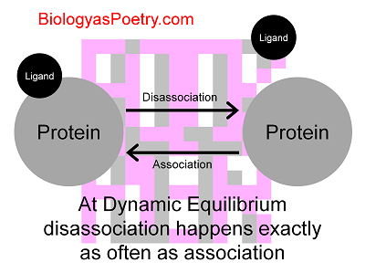 Dynamic Equilibrium - Biology As Poetry