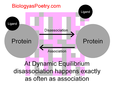 Dynamic equilibrium