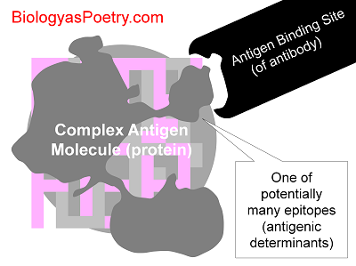 Epitope