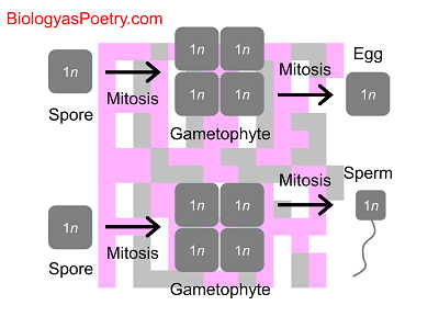 Gametophyte