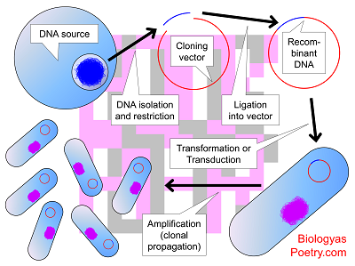 Gene Cloning