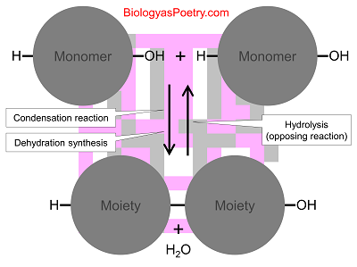 Hydrolysis