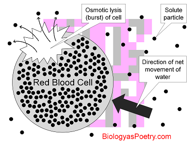 Osmotic lysis
