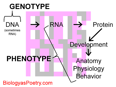 Phenotype