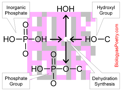Phosphate group