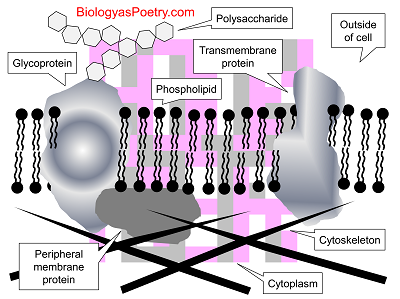 Plasma Membrane