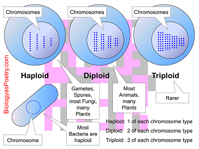 picture of diploid