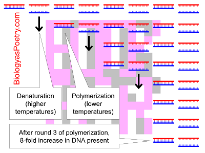 Polymerase Chain Reaction