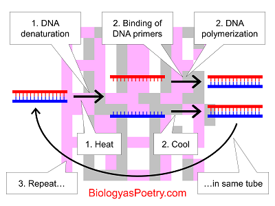 Polymerase Chain Reaction