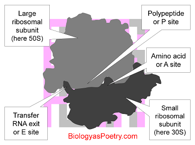 Ribosome