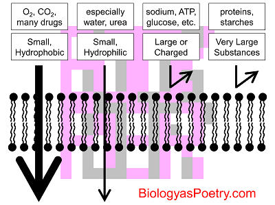 Selective Permeability