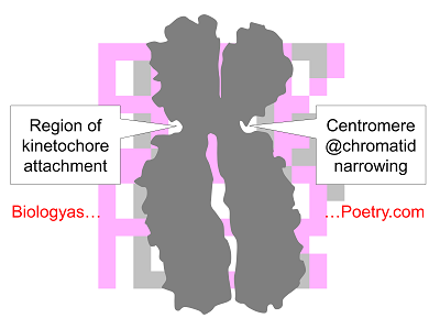 Sister Chromatic Pair