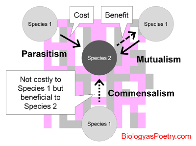 Symbiosis