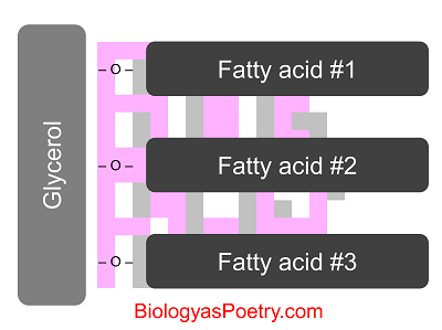 Triglyceride