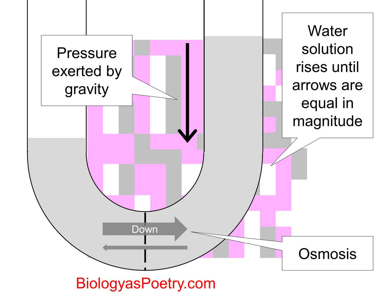 Osmotic Pressure Diagram