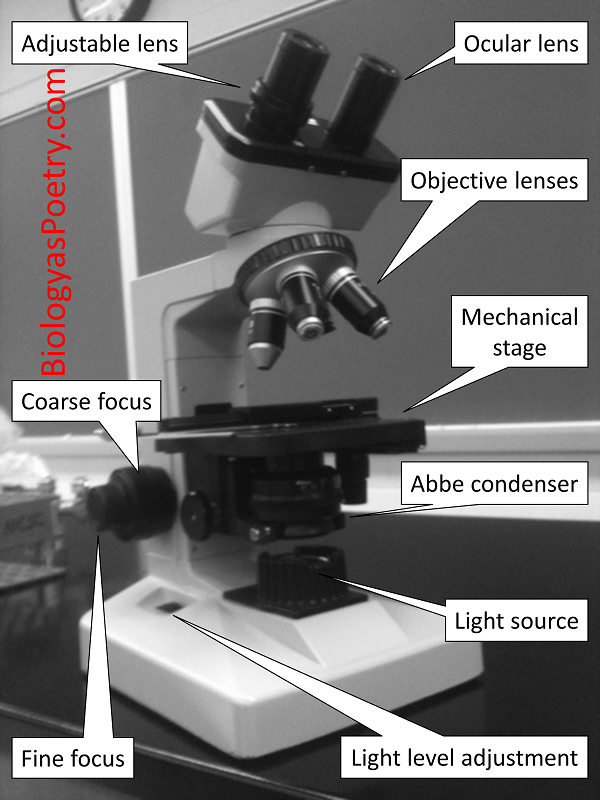 Compound microscope